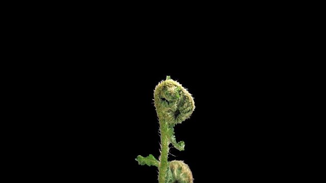 Time-lapse of fern plant unrolling a new fronds 21x1 in PNG+ format with ALPHA transparency channel isolated on black background
