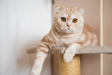 Naklejka premium Adorable ginger scottish fold cat lying at home