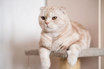Arrogant scottish fold cat
