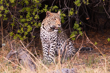 Leopard hiding in the bush in Botswana