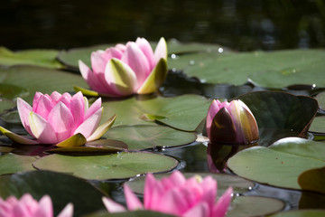 Seerosen © Sylvia Mekelburg