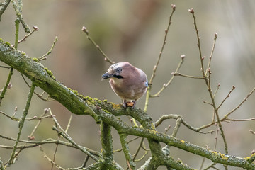 wildvogel