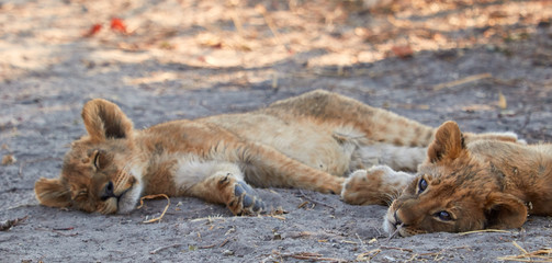 Two lion cubs lying down in the shade