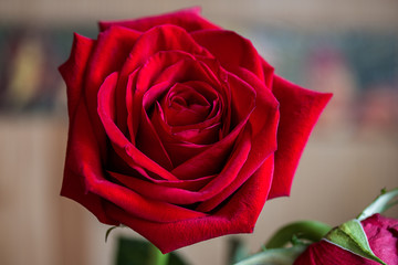 big red rose flower closeup