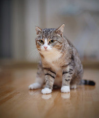 Naklejka na ściany i meble Gray striped angry cat with white paws, sits.