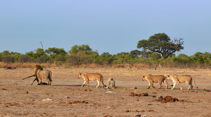 Fototapeta na wymiar Lion with kudu kill walking away