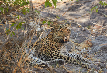 Fototapeta na wymiar A leopard resting in the morning