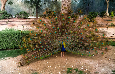 Obraz premium Peacock with an open tail in a natural environment