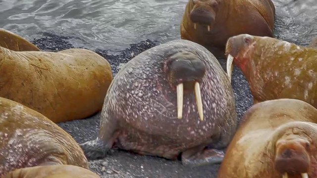 Atlantic walruses at haul out sites are sleeping

