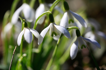Schneeglöckchen