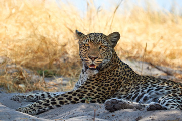 Lying leopard in the shade of a tree
