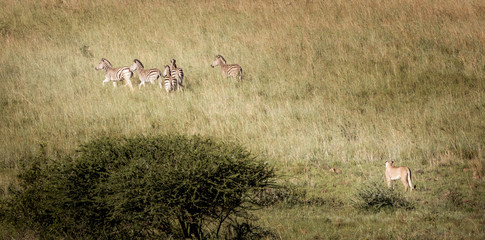 A lioness hunting a group of zebras