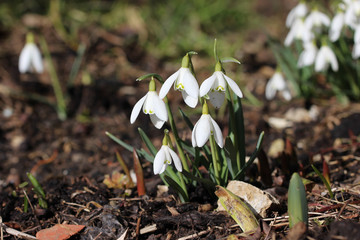 Schneeglöckchen 