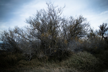 Fototapeta na wymiar Isolated old tree with grey sky