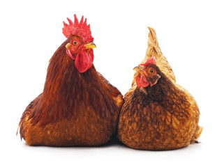 Hen and cock.