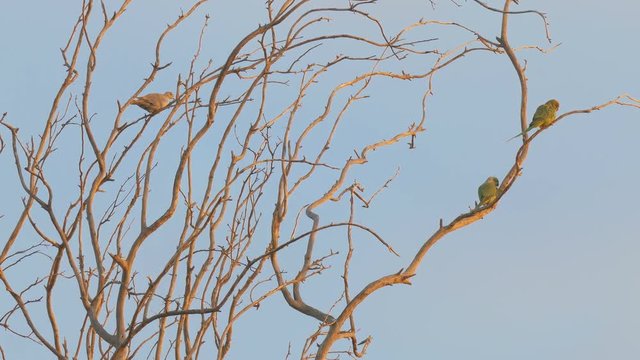 Three birds on tree: two wild green parrots and one turtle dove