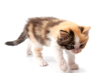 Beautiful cat kitten isolated on white background.