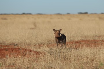 Animals of South Africa National Parks