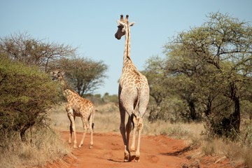 Animals of South Africa National Parks