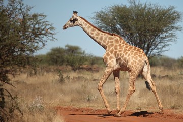 Animals of South Africa National Parks