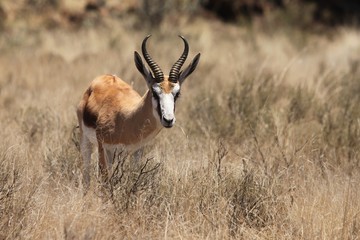 Animals of South Africa National Parks