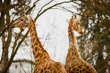 two adult giraffe looking in different directions close-up in the cold season in cloudy weather