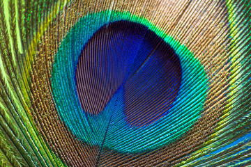Fototapeta premium Peacock color feather