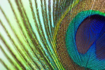 Obraz premium Peacock color feather