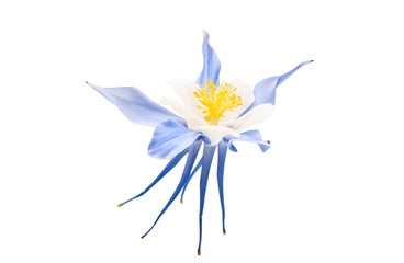 aquilegia flower isolated