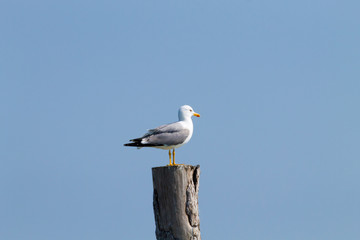 Gull standing on palisade