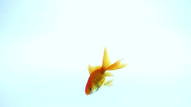 yellow fish swims with a light blue isolated background