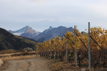 vignes de la Vallée d'Aoste