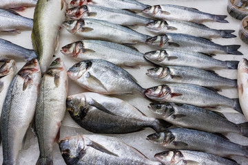 fresh russian fish 4