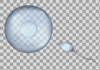 Blue egg and sperm cell vector illustration. 3d fertilisation isolated on transparent background.