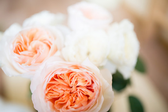 Garden rose, david ostin rose. Peach color. Soft focus. Background.
