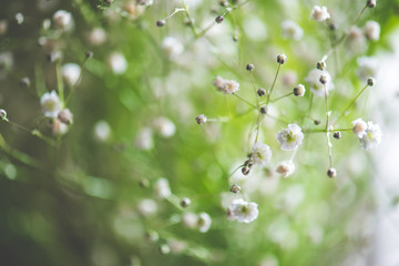 White flowers spring background