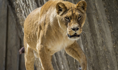 Mother, Powerful lioness resting, wildlife mammal withbrown fur