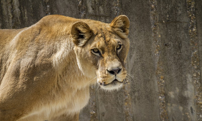 Mother, Powerful lioness resting, wildlife mammal withbrown fur