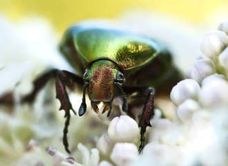 Small beetle eating pollen on a white flower and unfocused background, with beautiful bokeh.