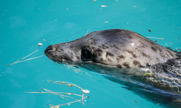 Swimming, seal resting in the sun in the water