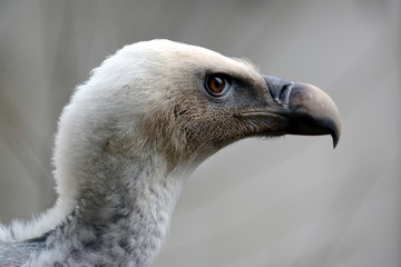Gänsegeier