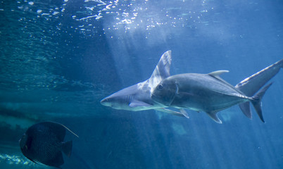 Obraz na płótnie Canvas dangerous and huge shark swimming under sea