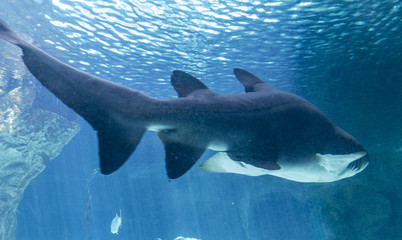 Jaws, dangerous and huge shark swimming under sea