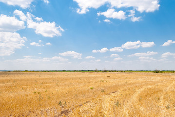 Fototapeta na wymiar Yellow orange squashed field, field after harvest, against the background of the horizon, a blue sky with clouds, a bright sunny day