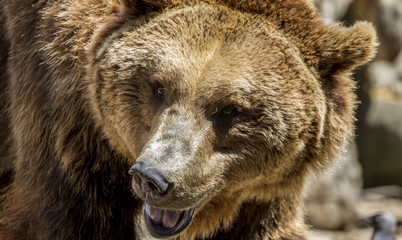 Obraz premium Predator, beautiful and furry brown bear, mammal