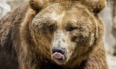 Predator, beautiful and furry brown bear, mammal