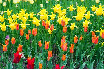 Fototapeta premium Spring tulips in full bloom