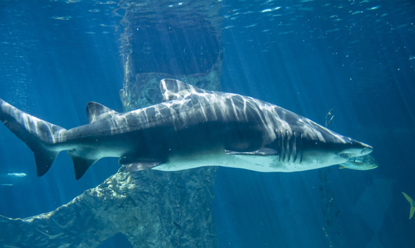 dangerous and huge shark swimming under sea