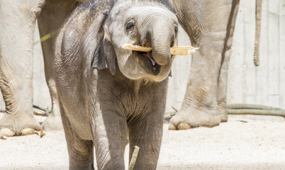 Africa, baby elephant playing with a log of wood