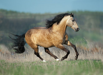 buckskin lusitano stallion runs free in spring field - 188127567